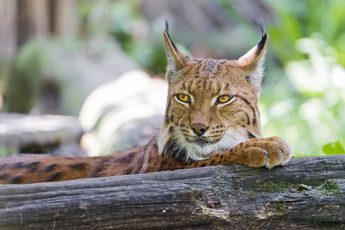 Lynx posing on the log by Tambako the Jaguar