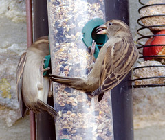Bird feeder with flash gun