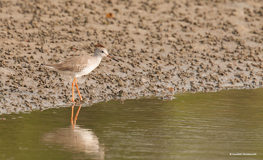 Red-Shank