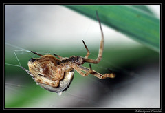 Arachnides/Uloboridae