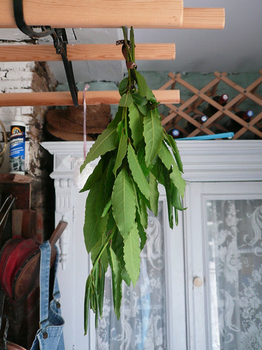 Drying bay leaves