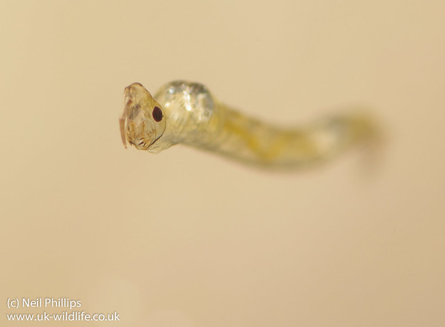 phantom midge larva-5