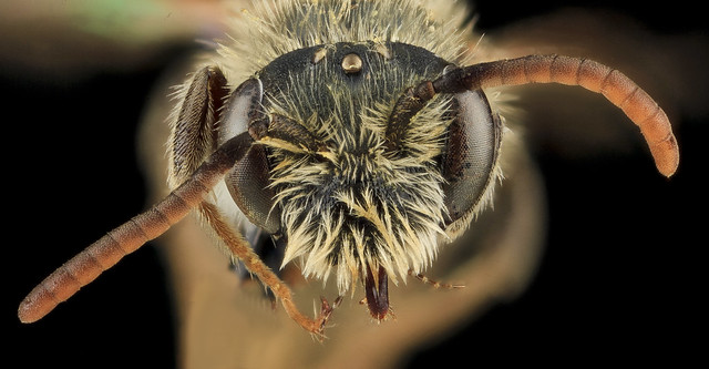 Andrena nigrae, M, Face, MD, PG County_2013-08-20-16.37.09 ZS PMax