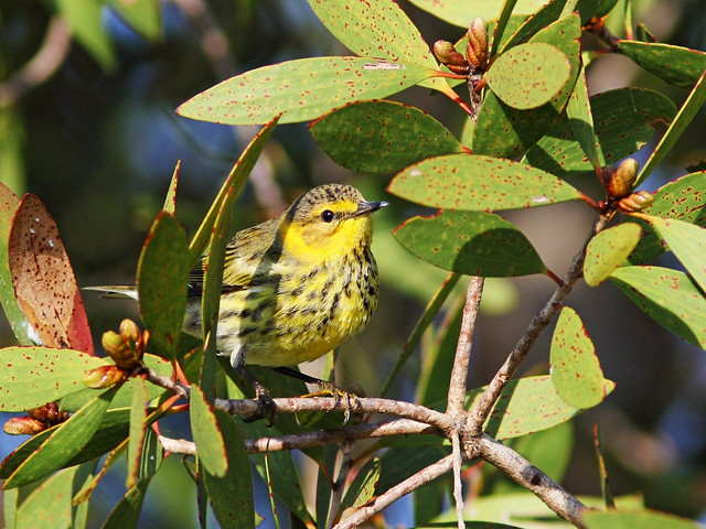 Cape May Warbler 8-20131023