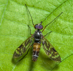 Water Snipe Flies (Athericidae)