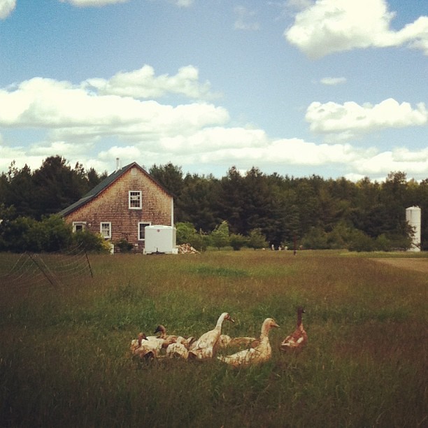 hello, ducks #mofga #farm #maine