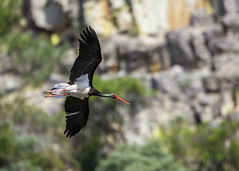 Cigüeña negra - Ciconia nigra - Cegoña negra - White stork