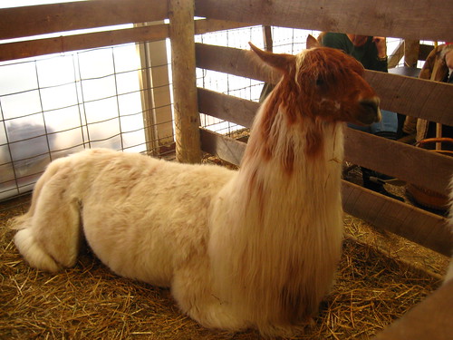 An enormous and splendid llama.