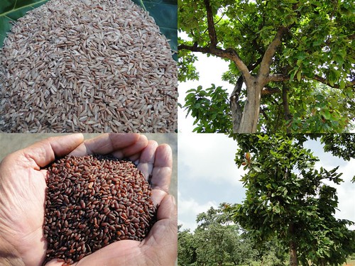 Validated and Powerful Medicinal Rice Formulations for Diabetes (Madhumeha) and Cancer Complications and Revitalization of Pancreas (TH Group-146) from Pankaj Oudhia’s Medicinal Plant Database by Pankaj Oudhia