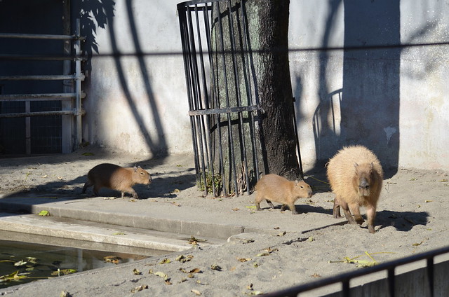 上野動物園のカピバラ一家 2013年11月24日