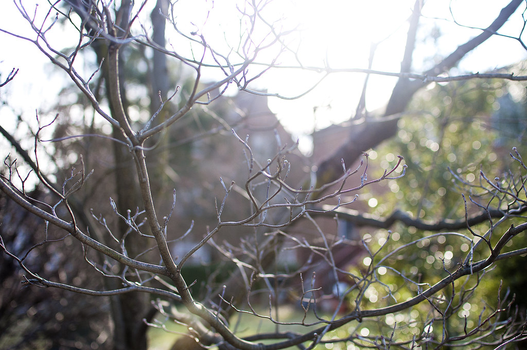 Winter Branches - 6/365