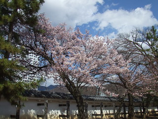 甲府城跡・桜
