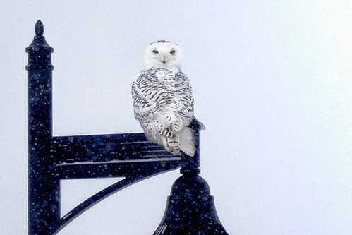 1-14 Snowy Owl-0276-Edit-1