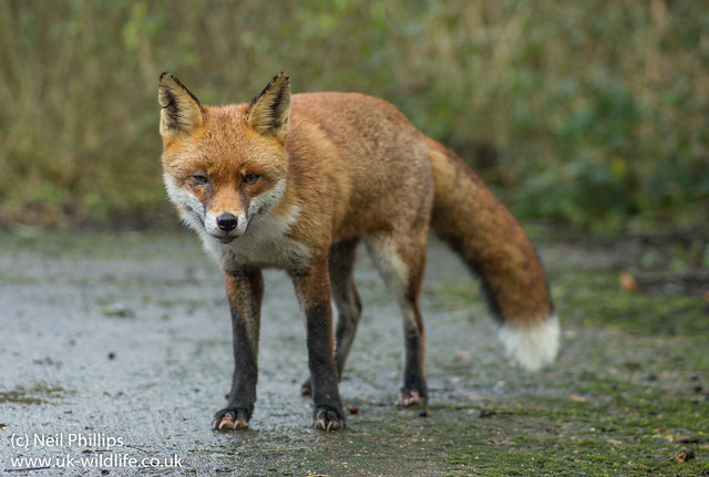 red fox-3