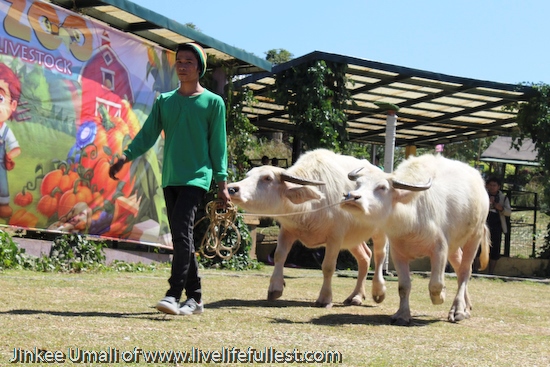 Paradizoo  - Floral, Vegeratable and Agri-Livestock Fair  by Jinkee Umali of www.livelifefullest.com