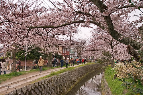 【写真】桜 : 哲学の道