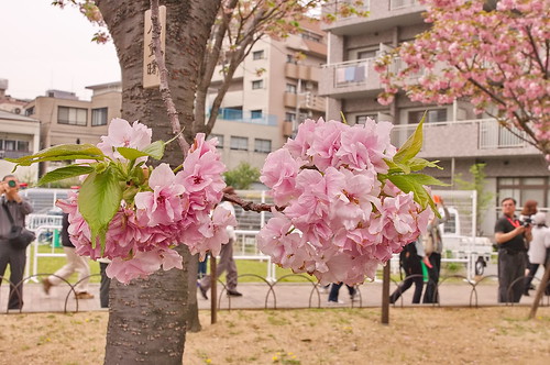 【写真】桜 : 造幣局