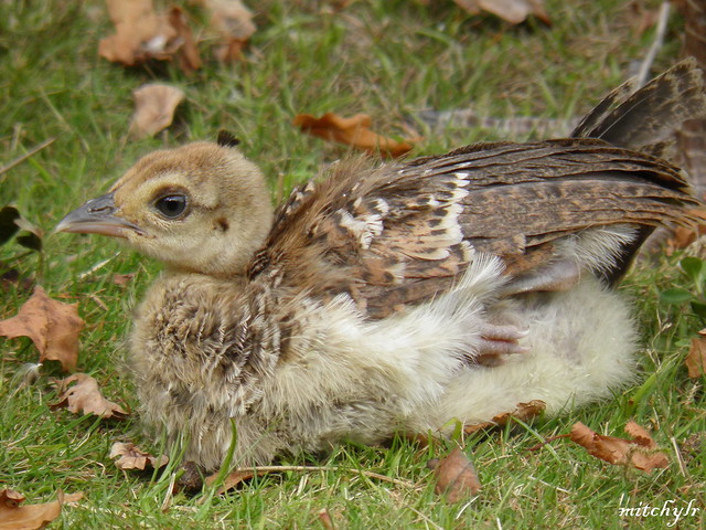 Peacock Chick 1