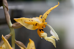 Stanhopea species