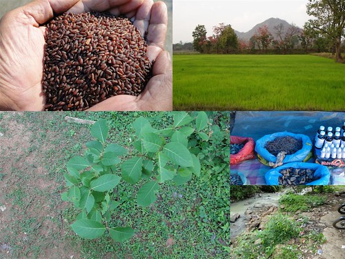 Validated and Potential Medicinal Rice Formulations for Diabetes (Madhumeha) and Cancer Complications and Revitalization of Kidney (TH Group-166) from Pankaj Oudhia’s Medicinal Plant Database by Pankaj Oudhia