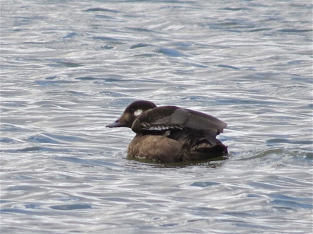 White-winged Scoter at White Oak Park in Bloomington, IL 32