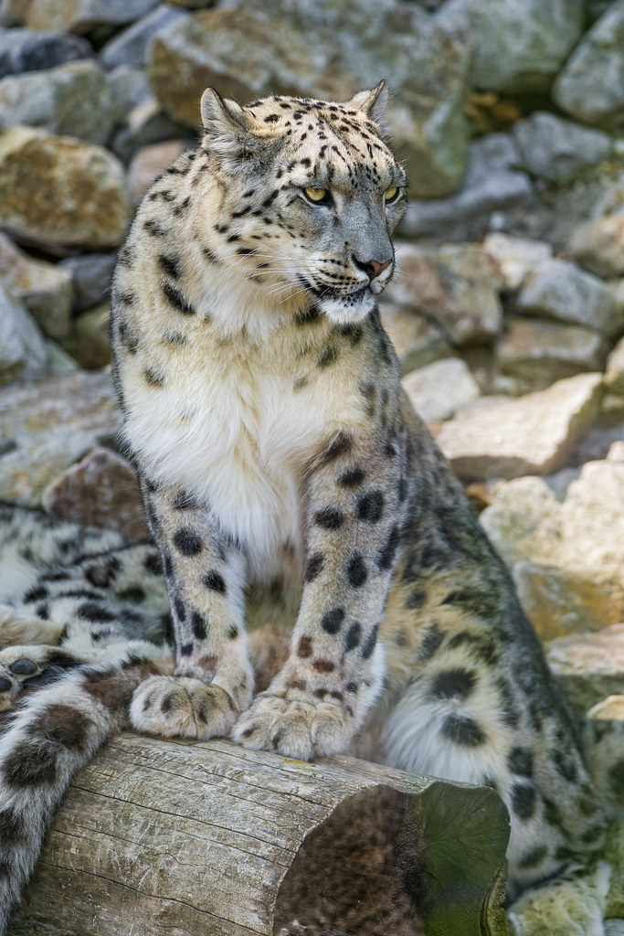 Snow leopard posing on the log