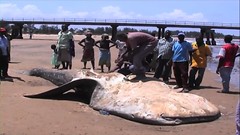 肯亞漁民取鯨鯊肝油，翻拍自EAWST影片
