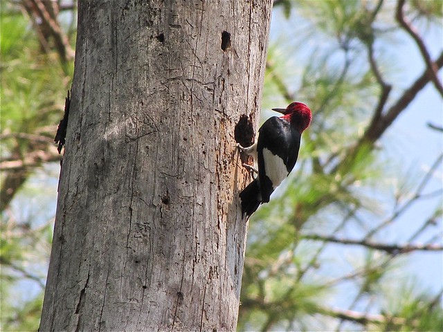 Red-headed Woodpecker at Pinckney Island National Wildlife Refuge 01