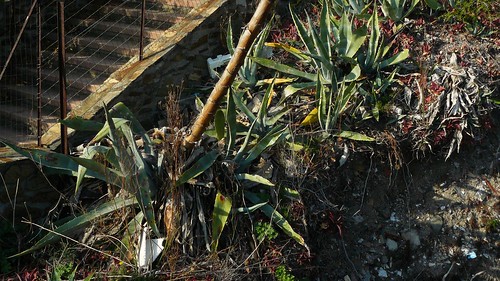agave 2011 les rejetons ont quasiment recouvert la vieille rosette désséchée