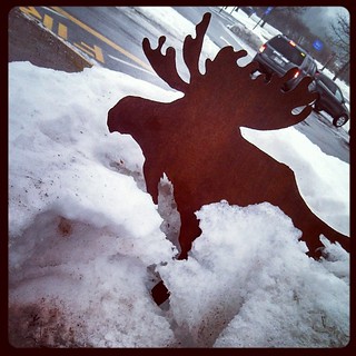 #moose spotting in #Maine #snow