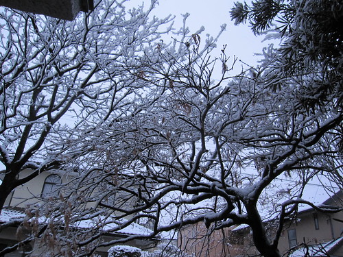 もみじの木に積もった雪  2014.2.4 by Poran111