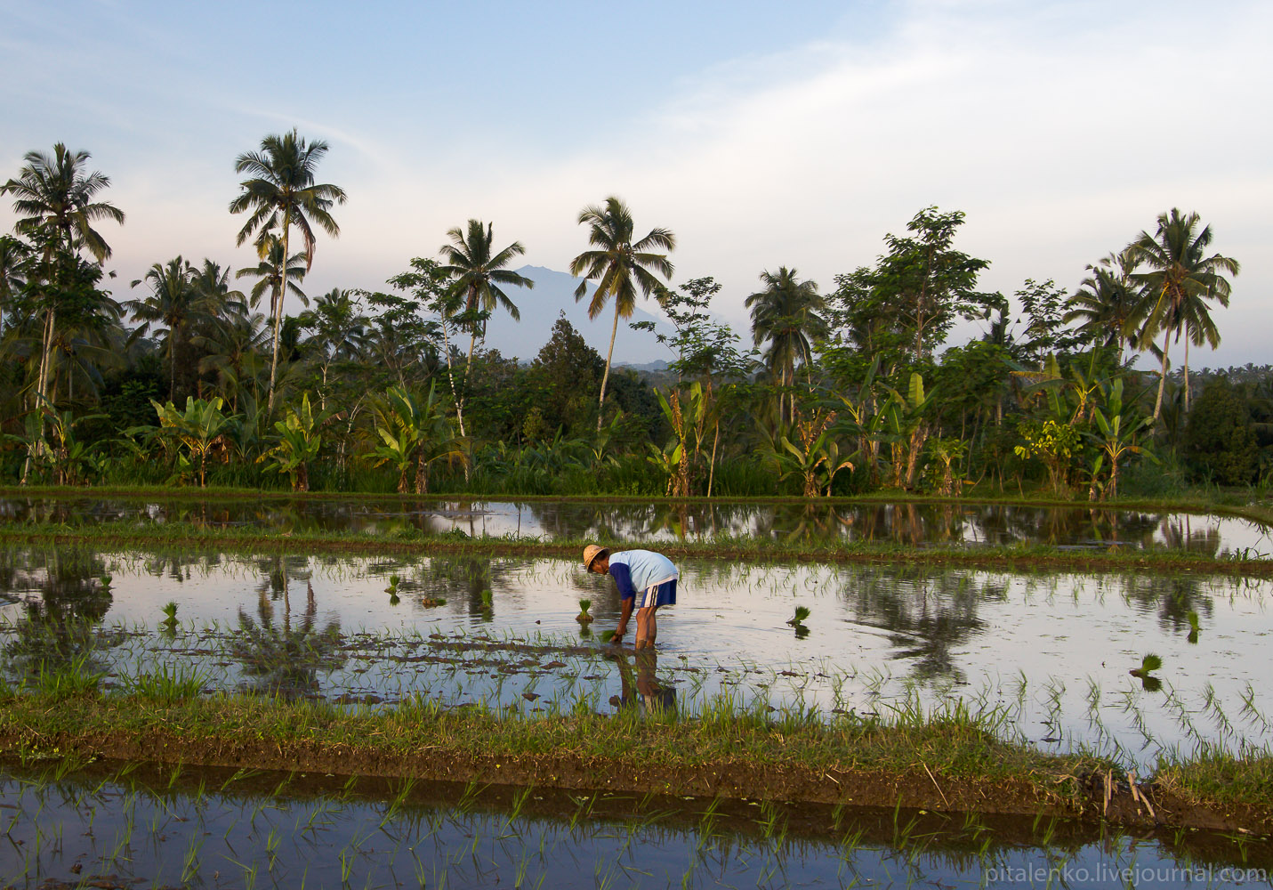 Рисовые террасы острова Бали