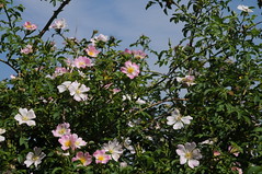 Rosaceae Wildrosen