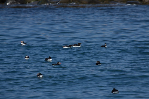 Razorbills and puffins off Machias Seal Island