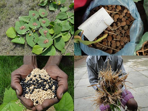 Medicinal Rice Formulations for Diabetes Complications, Heart and Kidney Diseases (TH Group-89) from Pankaj Oudhia’s Medicinal Plant Database by Pankaj Oudhia