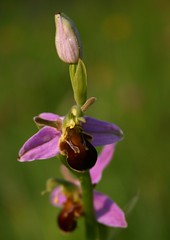 BEE ORCHID LEICESTER by davidearlgray