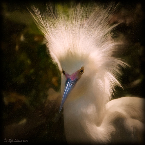 Image of a Snowy Egret from the St. Augustine Alligator Farm