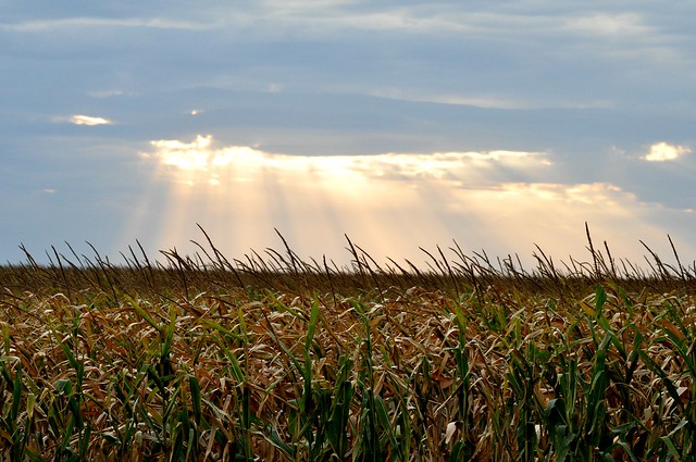 corn fields and sky
