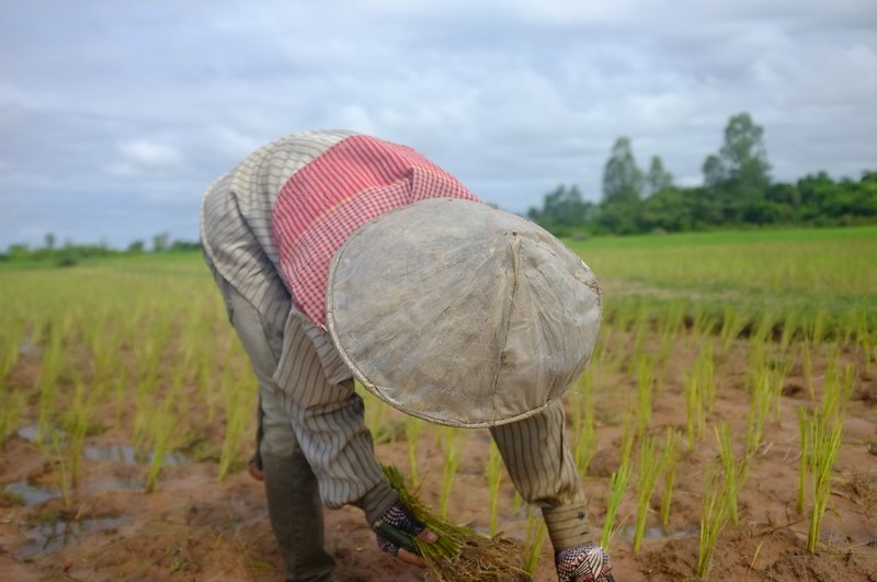 Kampong Thom - Rice Paddy 1