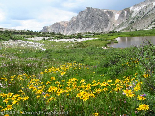 Wildflowers along the Lakes Trail, returning to Lake Marie, Medicine Bow National Forest, Wyoming
