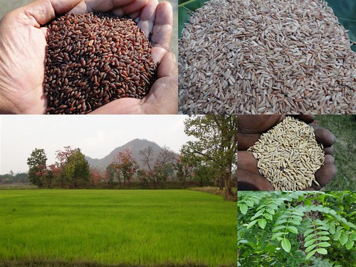 Validated and Potential Medicinal Rice Formulations for Diabetes Type 2 and Prostate Cancer Complications (TH Group-188) from Pankaj Oudhia’s Medicinal Plant Database by Pankaj Oudhia