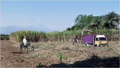 AbednegoTrianto - Sugar Cane Harvesting at the Base of Mount Semeru ( 2013)