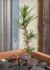 Torrey Pine Seedling