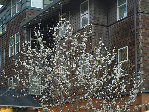 DSCN0498 _ Magnolia Blossoms, January 2014