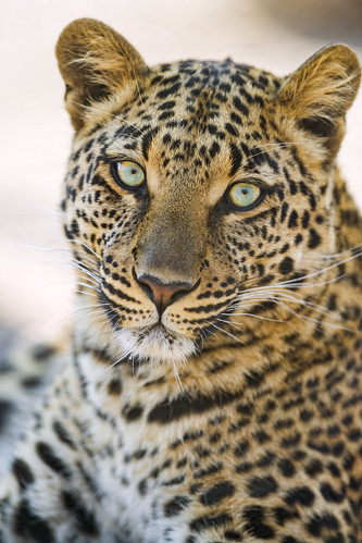 Portrait of Choetta by Tambako the Jaguar