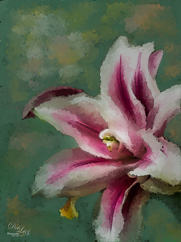 Image of a pink and white flower painted using Photoshop