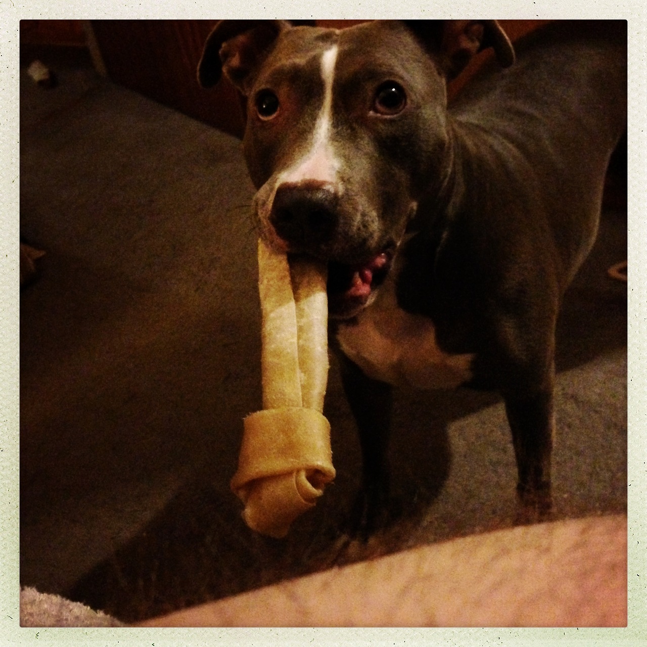 Billie with bone
