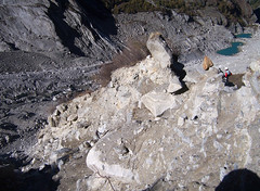 Glacier subfossil wood