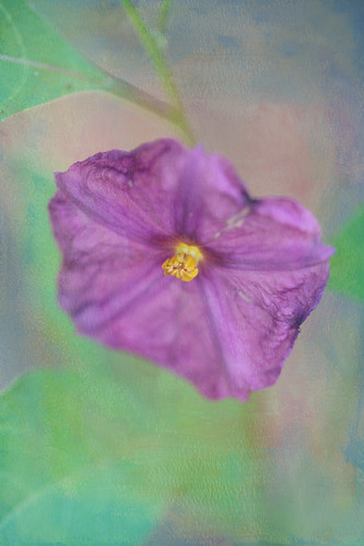 Artsy Purple Potato Flower by conniee4 aka Connie Etter