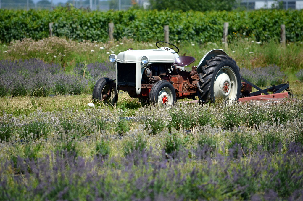 Lavender Tractor